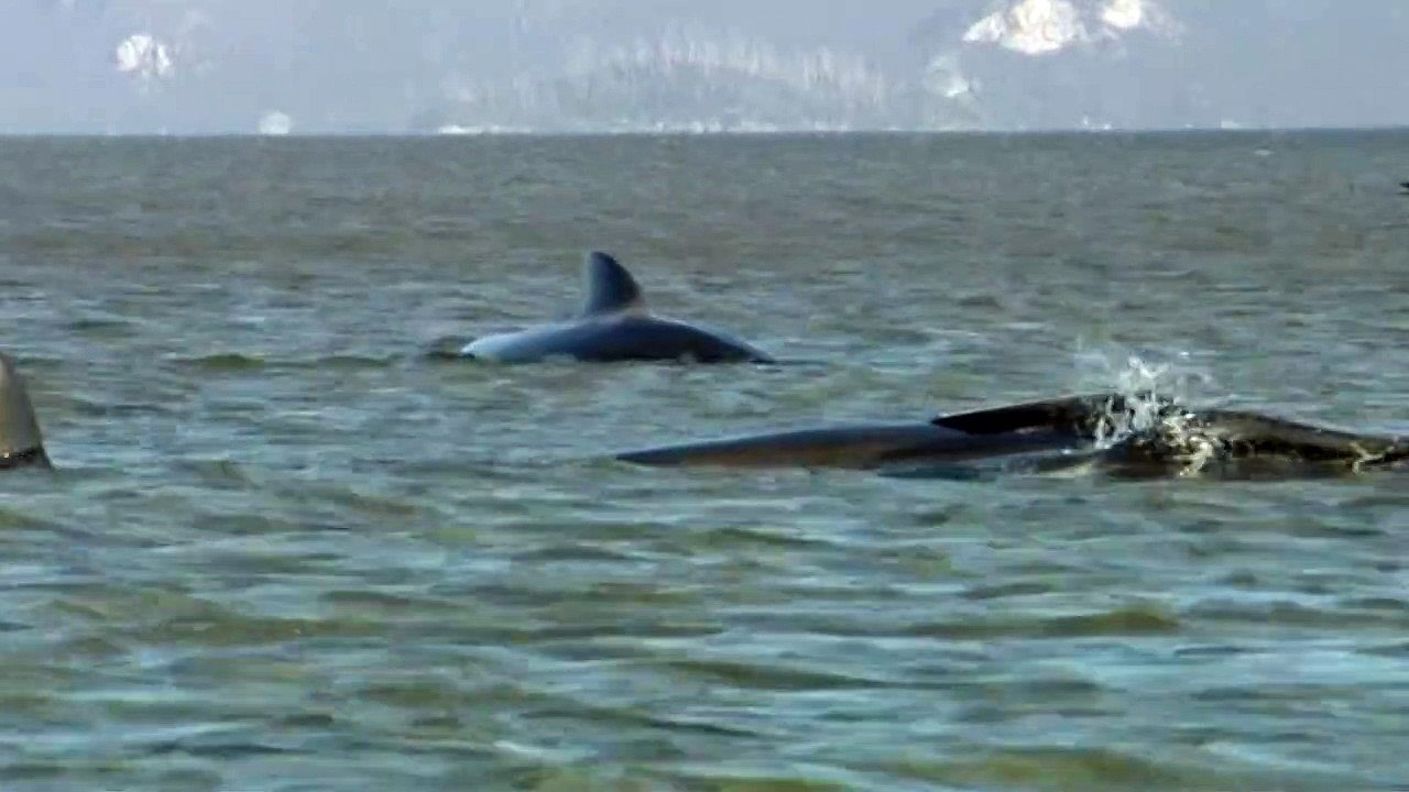 Dutzende gestrandete Wale vor Tasmanien verendet