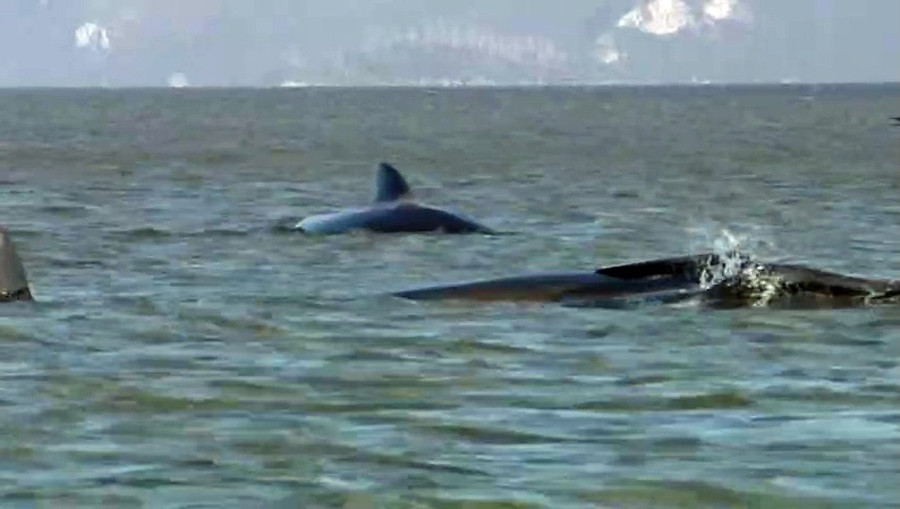 Dutzende gestrandete Wale vor Tasmanien verendet