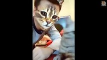 Funny Dogs & Cats Scared Of Cat Mask Filter