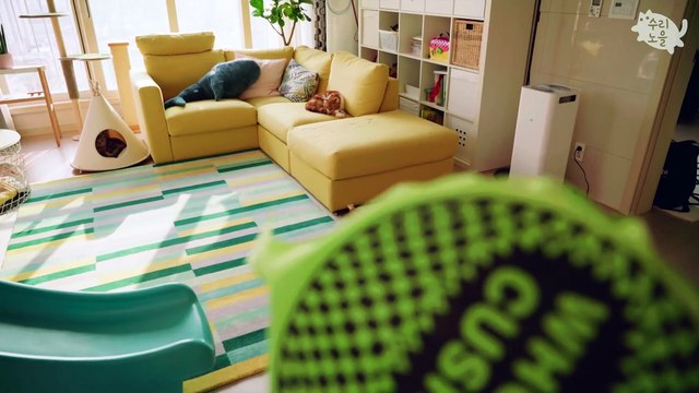 Videos divertidos de mascotas en tik tok #3