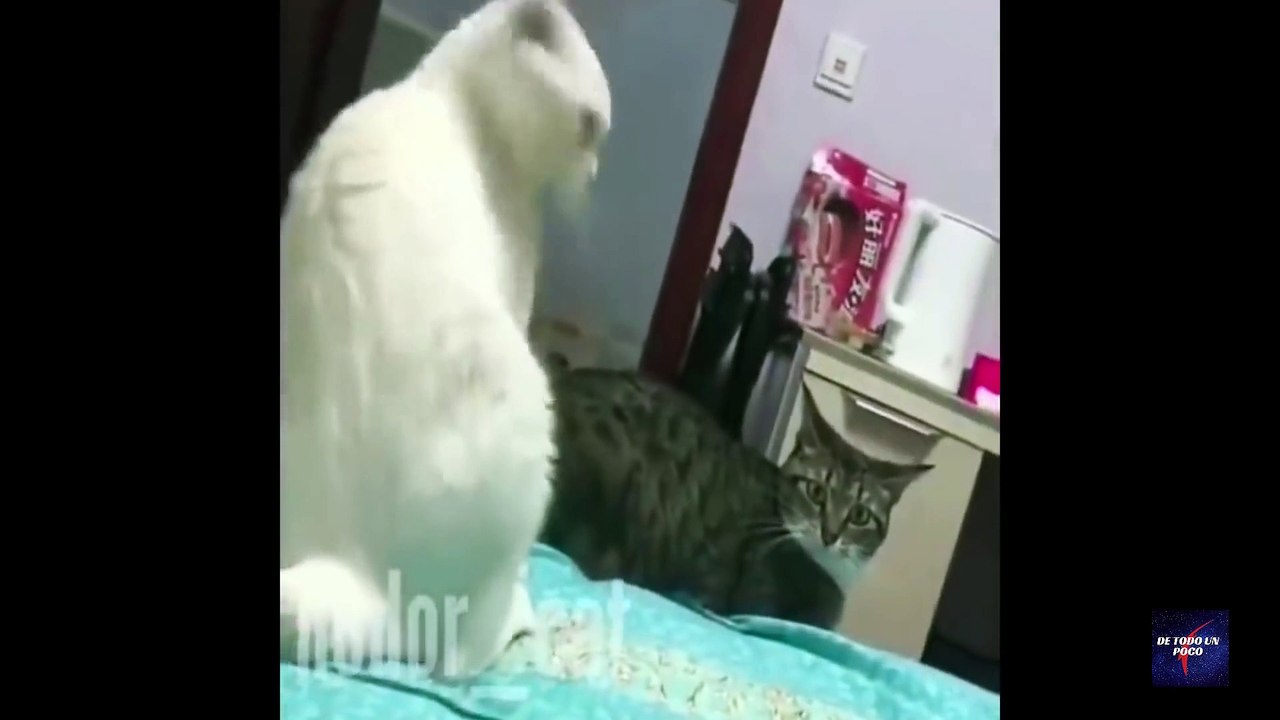 ANIMALES CHISTOSOS Y GRACIOSOS  #2