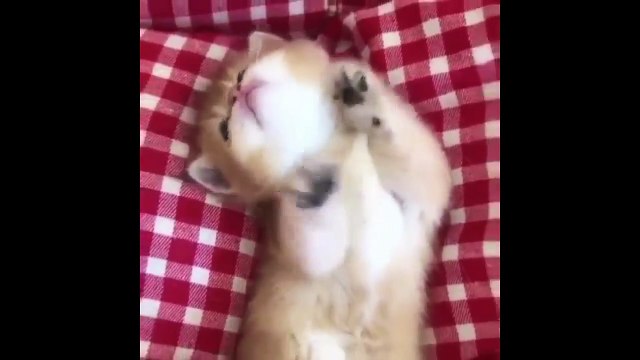 Cute Kittens Doing Funny Things 2020 - Cutest Cats