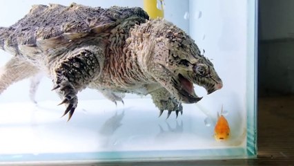 Hybrid turtles eat fish quickly