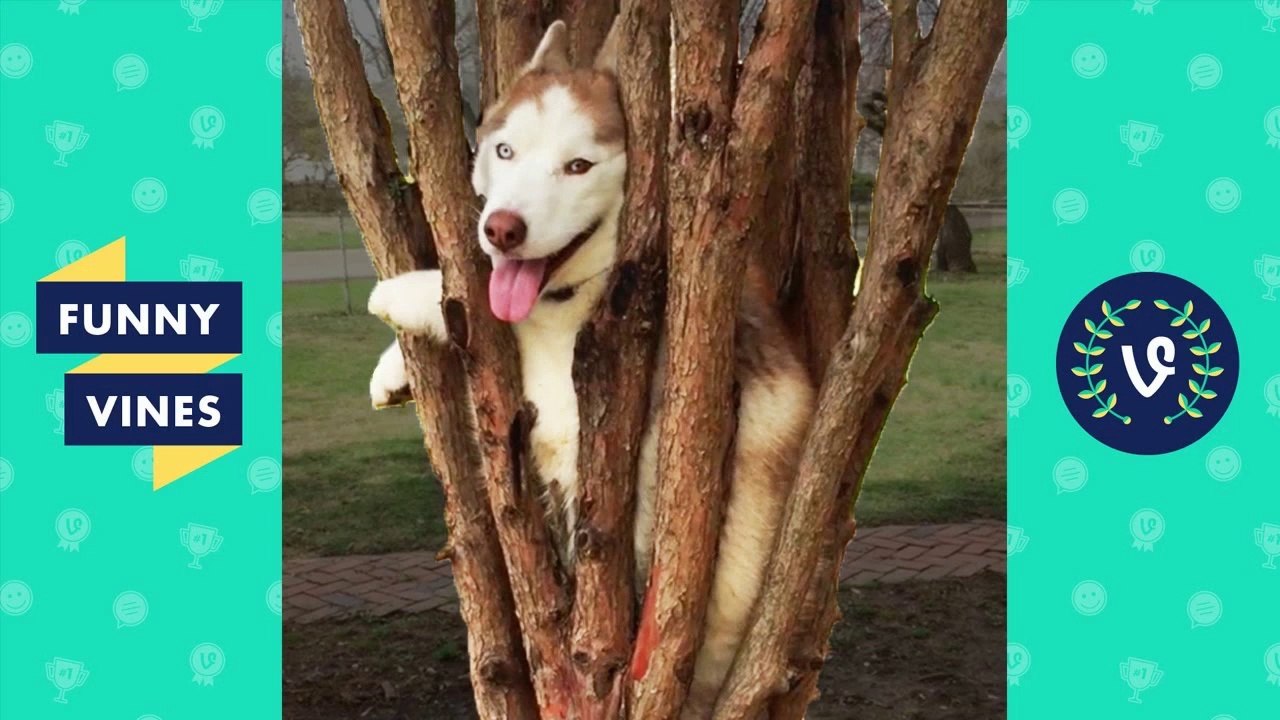 Funniest Animal Fails of 2016 Weekly Compilation _ Funny Vines