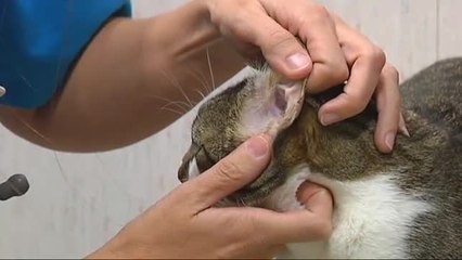 El virus no mató al primer gato infectado por COVID-19 en España