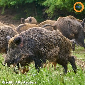 L’Amérique est envahie par des cochons sauvages qui ravagent les champs agricoles