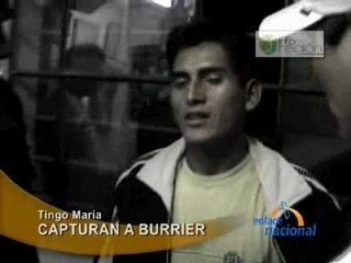 CAPTURAN A BURRIER - TINGO MARÍA