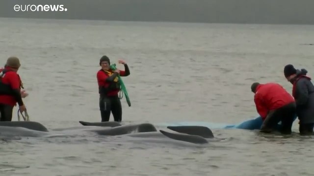 Массовая гибель китов