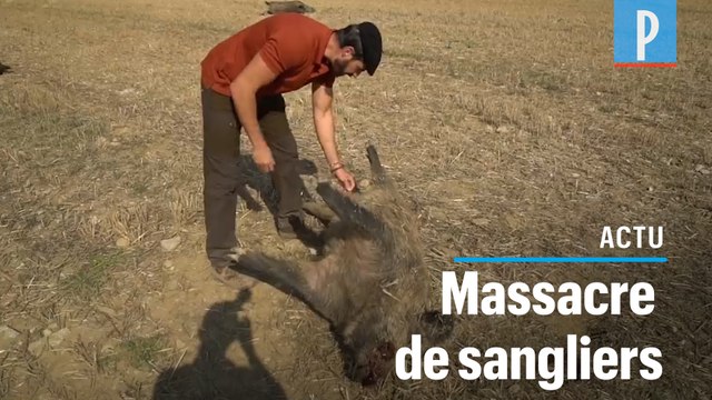 Sangliers massacrés dans un champ : «C'était un rodéo en milieu rural»