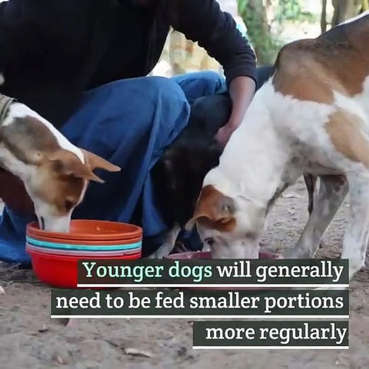 Dog Meals