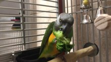 Kili Senegal Parrot Eats Broccoli