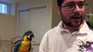 Parrot Wizard Thanksgiving Day Livestream