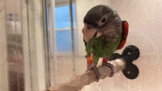 Truman Cape Parrot - Shower Time