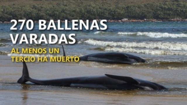 Un tercio de las 270 ballenas varadas en Australia han muerto