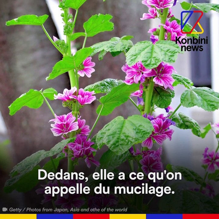 Je me suis nourri de végétaux pendant 6 mois | Le Speech de Vianney Clavreul