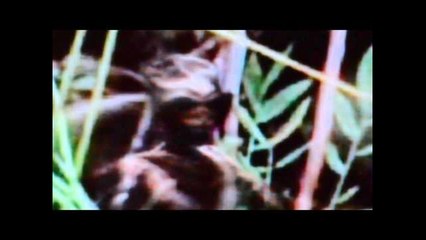 UFO Sightings Alien Shot Dead Photo Enhancement Video Stills.