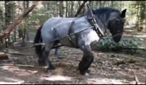 Des chevaux pour les travaux forestiers