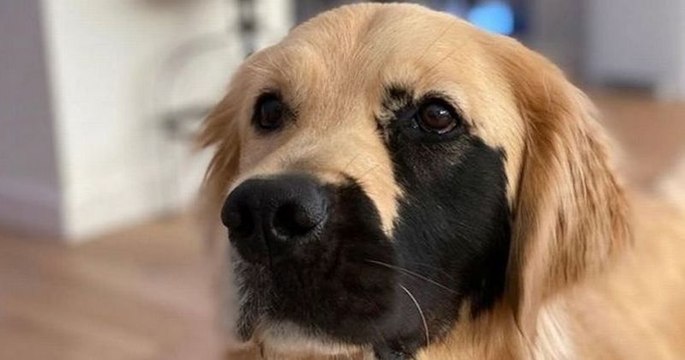 Ce golden retriever est né avec une tache noire sur le visage due à une mutation génétique