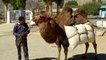 Indian army prepares camels for patrols along tense border with China