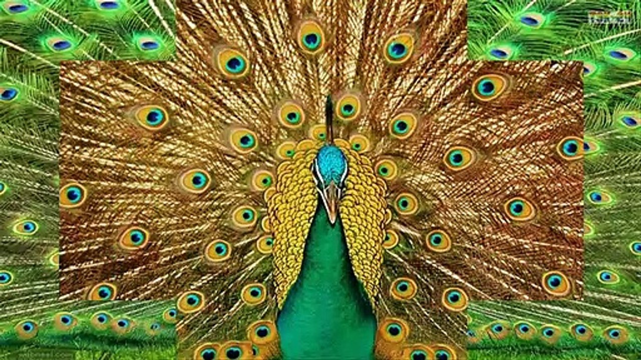 WOW! Amazing Beautiful Peacocks