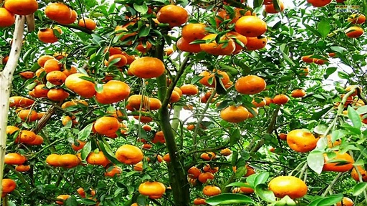 WOW! Amazing Agriculture Technology - Mandarin Fruit