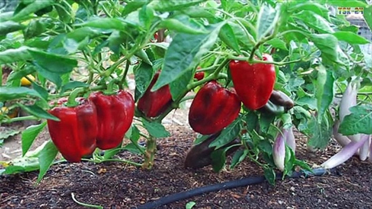 WOW! Amazing Agriculture Technology - Peppers