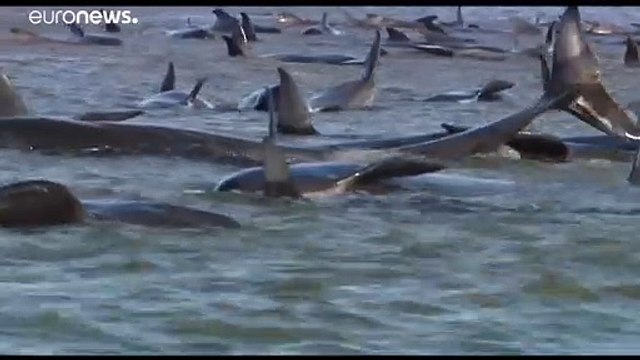 Le temps est compté en Tasmanie pour sauver près de 200 dauphins-pilotes échoués sur le sable