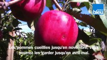Roland Motte, jardinier : ramassez vos pommes, c'est important