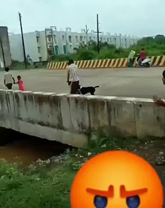 अब जबलपुर में स्ट्रीट डॉग को पुल पर से बहते पानी में फेंका