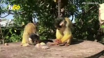 Beat the Heat! Squirrel Monkeys Enjoy Icy Treats