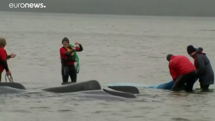 Grindwal-Drama in Tasmanien: Dutzende Tiere sind bereits verendet