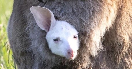 Ce bébé kangourou albinos ressemble comme deux gouttes d'eau à son père !