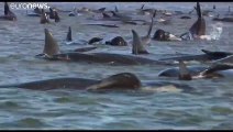 Austrália tenta salvar baleias encalhadas
