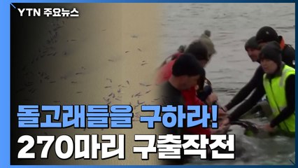 모래톱에 오도 가도 못하는 돌고래 270마리 구출작전 / YTN