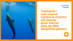 Tasmanie : une course contre la montre est lancée pour sauver plus de 200 dauphins-pilotes