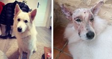 « C'est un miraculé »: après avoir reçu quarante balles de plomb dans la tête, ce chien s'en est sorti vivant