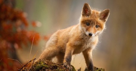 La justice annule l'arrêté qui autorisait l'abattage des renards dans l'Eure