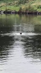 Adorable footage shows otter swimming in Holyrood Park pond