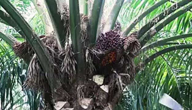 Palm oil can have devastating effects on the communities that make it — and companies are racing to find a sustainable solution