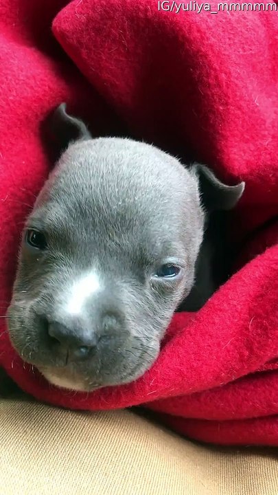 Staffordshire Terrier Puppy Has a Cute Whine