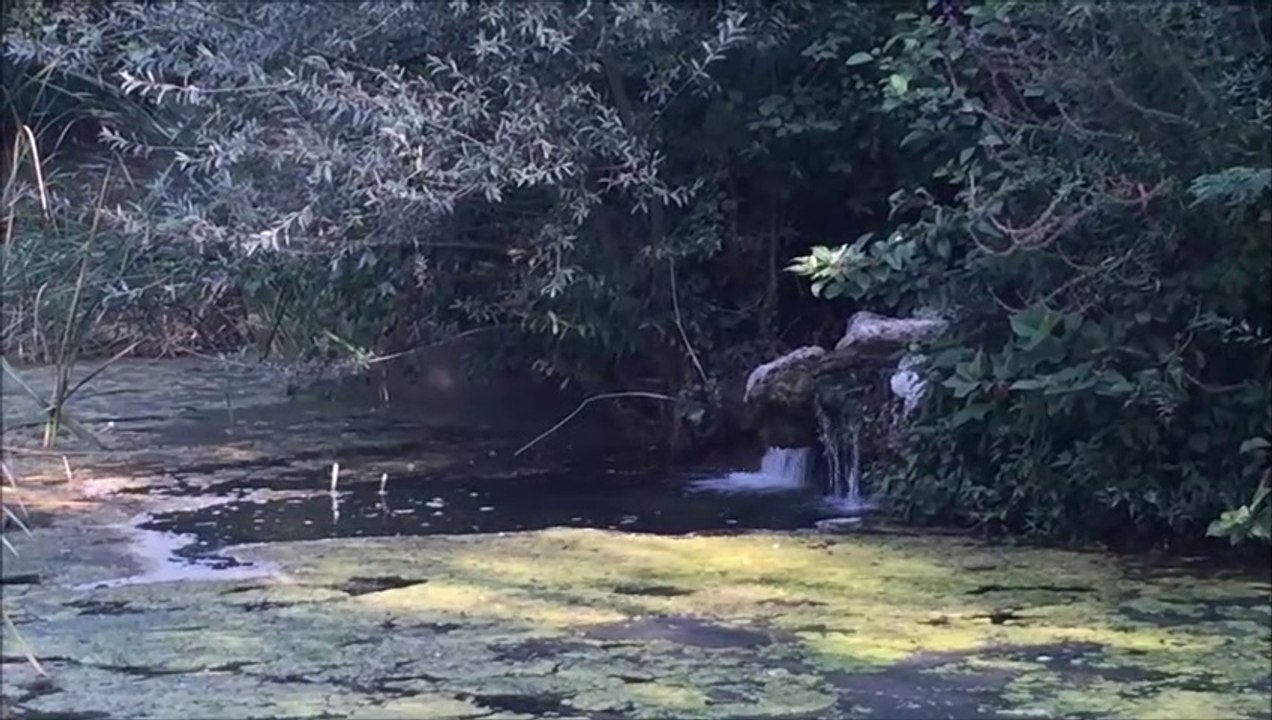 Relax,Ruisseau se jette dans un étang: son pour se détendre,cool..zen 30 minutes.