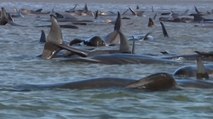 ¿Podrán salvar a tantas ballenas varadas? El tiempo corre