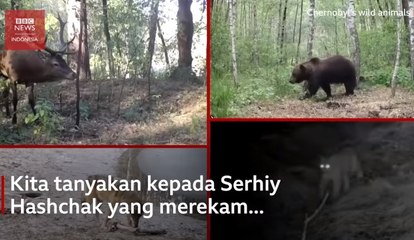 Bekas Tempat Insiden Nuklir Chernobyl Kini Dirajai Satwa Liar