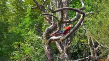 Zoo Zürich 4K