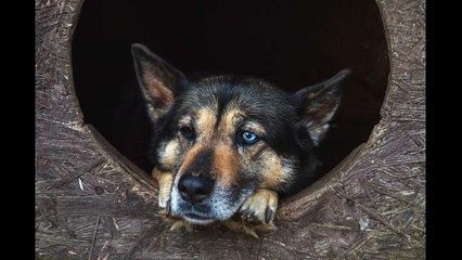 English Synonyms and Antonyms, Section 54: Recover to Renounce