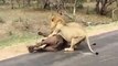 Fight lion verses buffalo let's see who,s win this battle if u like it ,please like ,share comment and follow my channel..