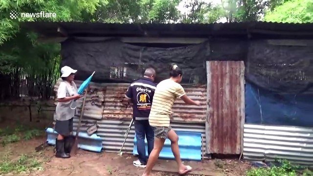 Python caught raiding poultry farm regurgitates a goose