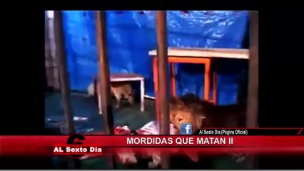 Mordidas que matan II: animales salvajes sorprenden a sus dueños
