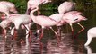 The Pinker a Flamingo Is, The More Aggressive They Are Over This Particular Thing