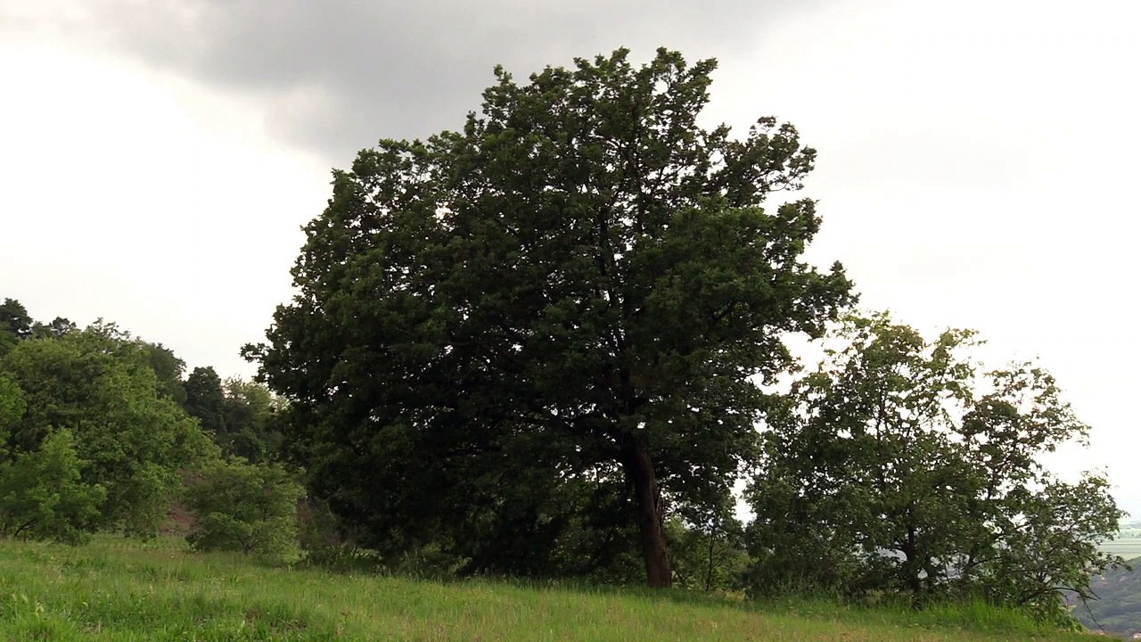 Giulio Andreetta: Colli Euganei e altre meraviglie